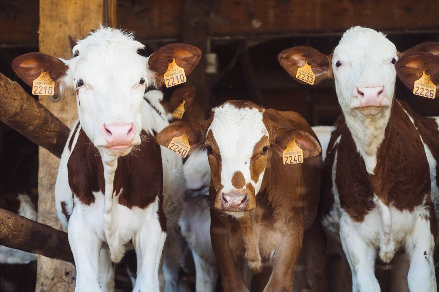Natuurontwikkeling op Boerderij Langendijk: onze aanpak
